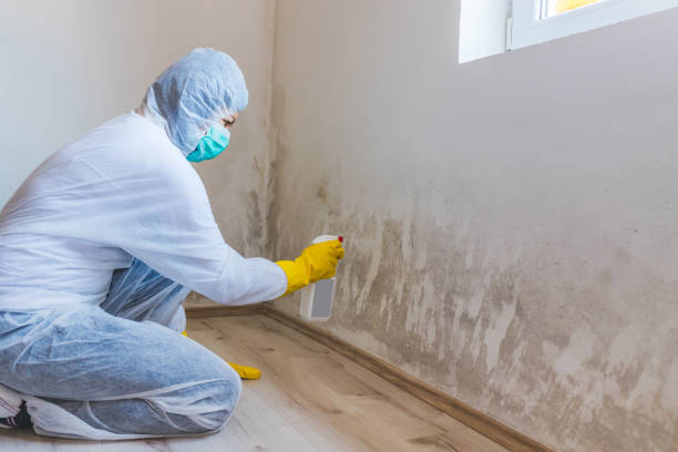 Licensed Mold Testing service in Melrose, MA - WQB Mold Removal